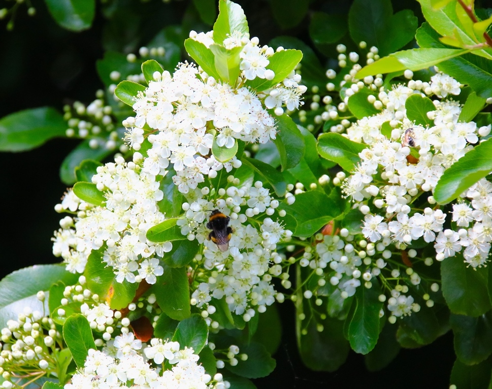 Bourdon terrestre sur Pyracantha 15 Mai 2025 (2)-crop.JPG