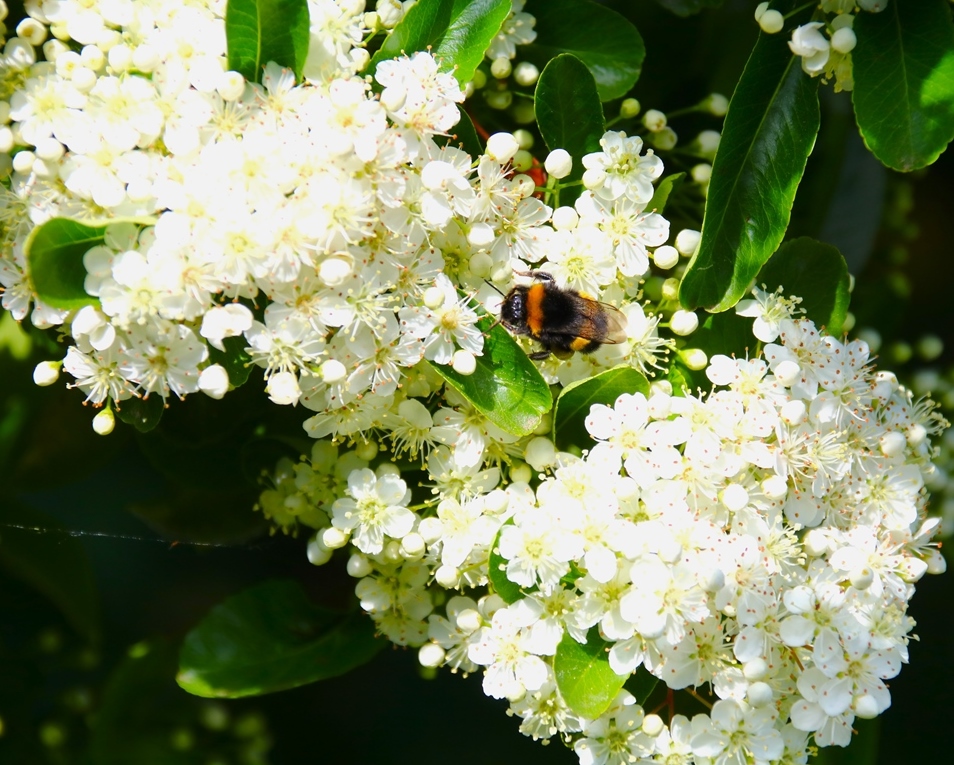 Bourdon terrestre sur Pyracantha 15 Mai 2025-crop.JPG