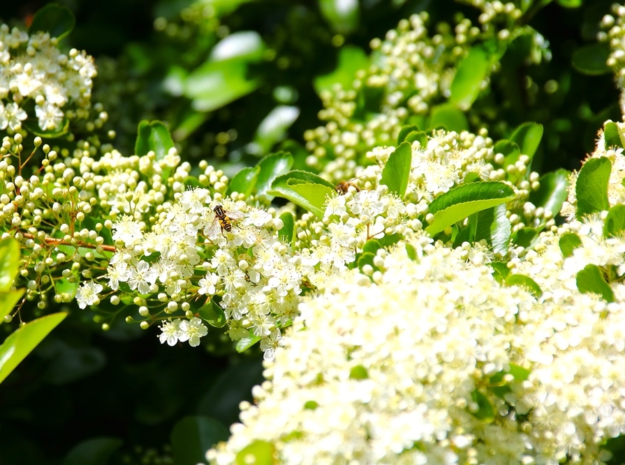 Un diptère de la famille des Syrphidaes Helophilus pendulus sur Pyracantha 15 Mai 2025-crop.JPG