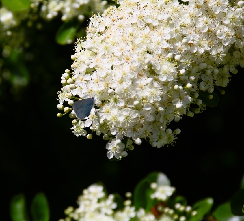 Azuré des nerpruns sur Pyracantha 15 Mai 2025-crop.JPG