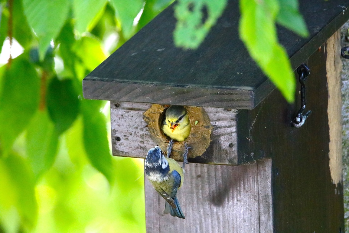 Nidification Mésanges bleues nichoir Charme à feuilles de houblons 19 Mai 2025 (1).JPG