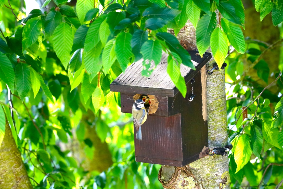 Nidification Mésanges bleues nichoir Charme à feuilles de houblons 19 Mai 2025 (3).JPG