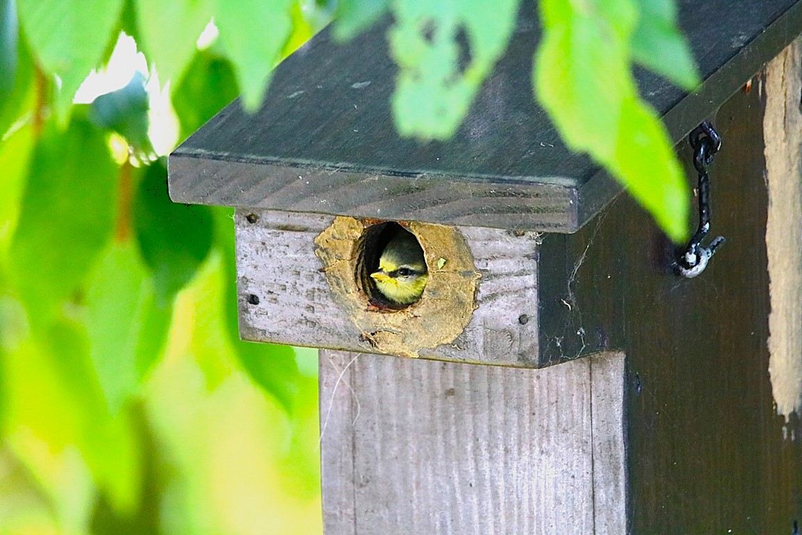 Nidification Mésanges bleues nichoir Charme à feuilles de houblons 19 Mai 2025 (4).JPG