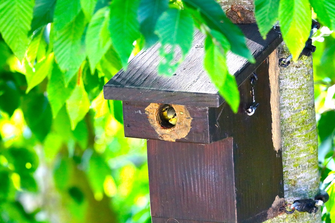 Nidification Mésanges bleues nichoir Charme à feuilles de houblons 19 Mai 2025 (2).JPG