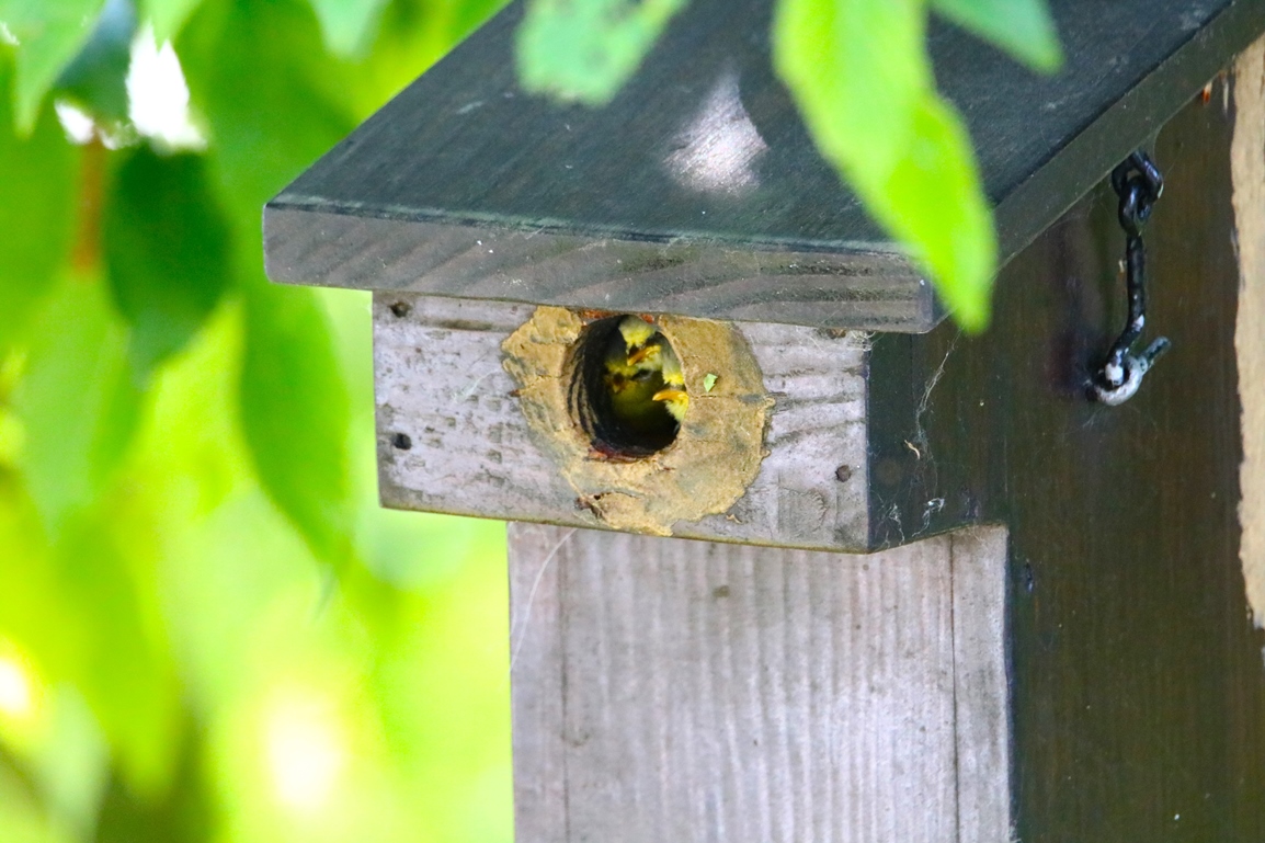 Nidification Mésanges bleues nichoir Charme à feuilles de houblons 19 Mai 2025 (6).JPG