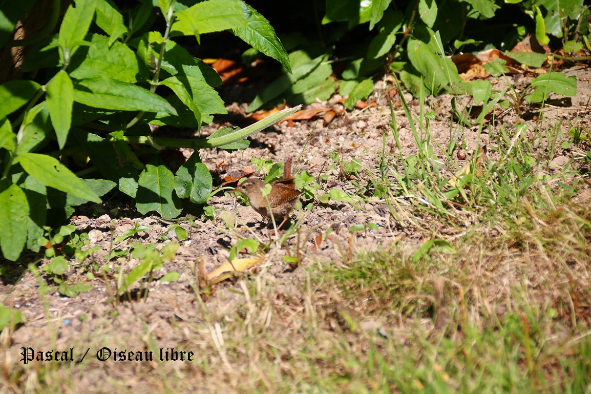Nidification Troglodyte-mignon 22 Mai 2025 (1).JPG