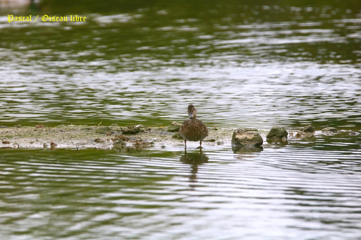 Sarcelle d'hiver Pommeret 23 Mai 2025 (4).JPG