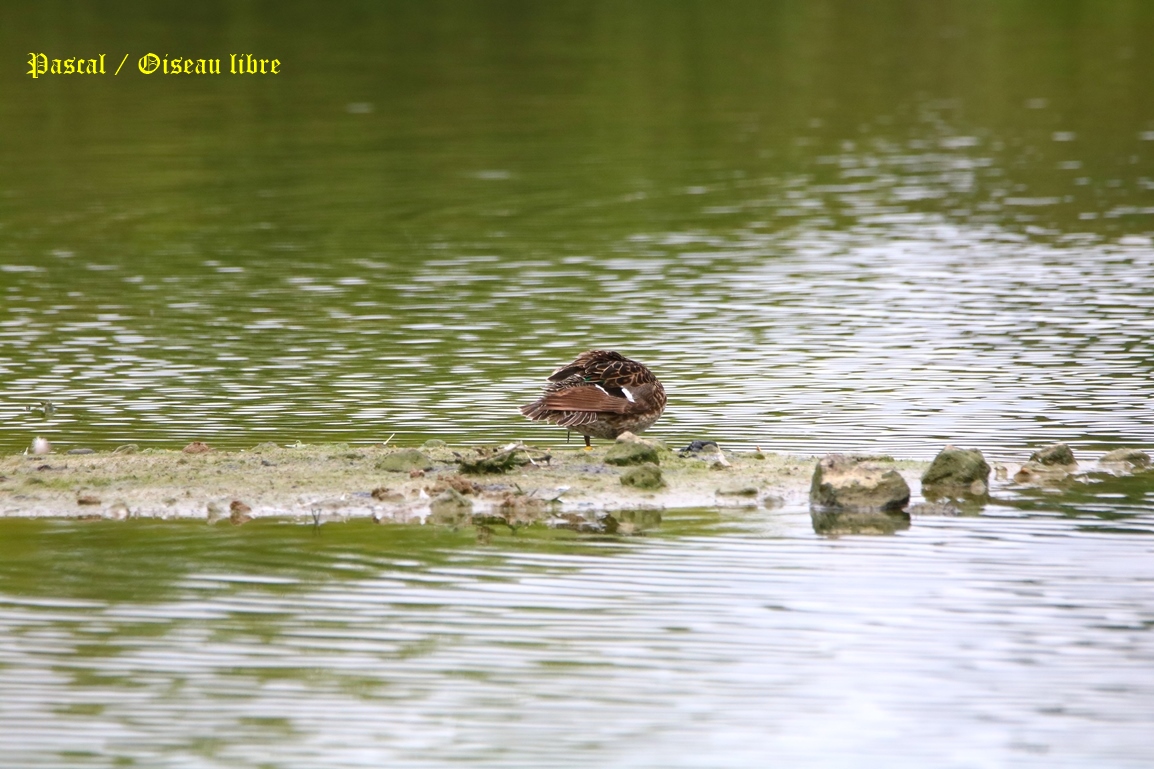Sarcelle d'hiver Pommeret 23 Mai 2025 (3).JPG