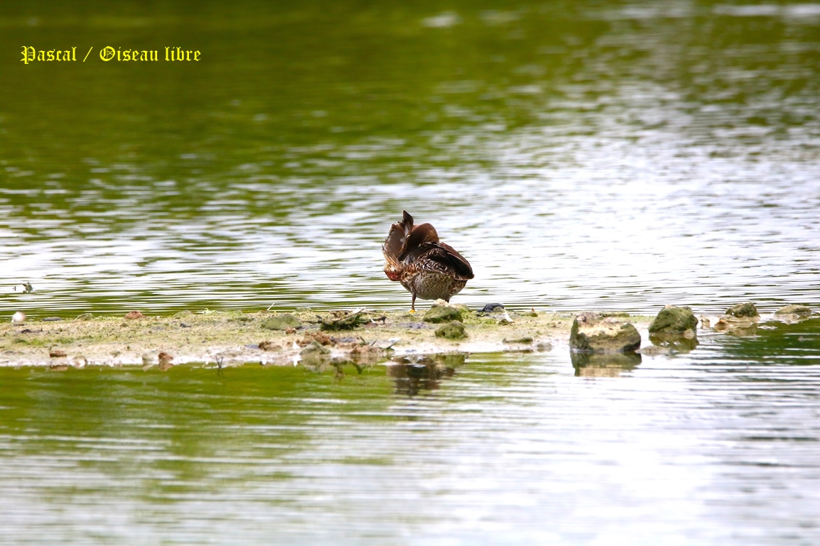 Sarcelle d'hiver Pommeret 23 Mai 2025 (2).JPG