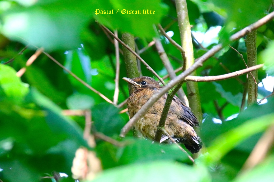 Juvéniles Merles dans murier à feuilles de platanes Lundi 9 Juin 2025 (1).JPG