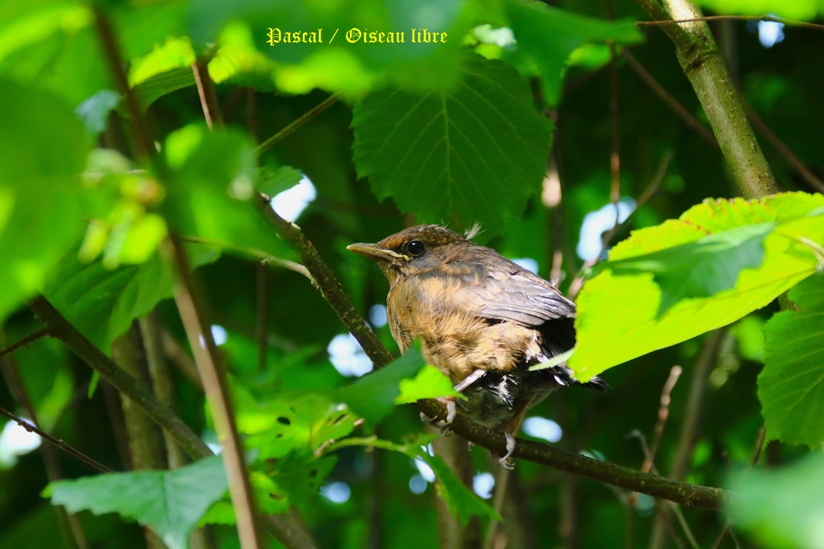 Juvéniles Merles dans murier à feuilles de platanes Lundi 9 Juin 2025 (3).JPG