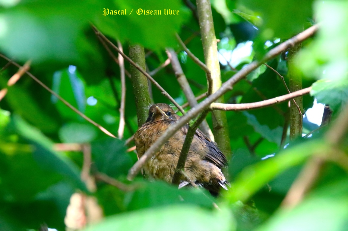 Juvéniles Merles dans murier à feuilles de platanes Lundi 9 Juin 2025 (4).JPG