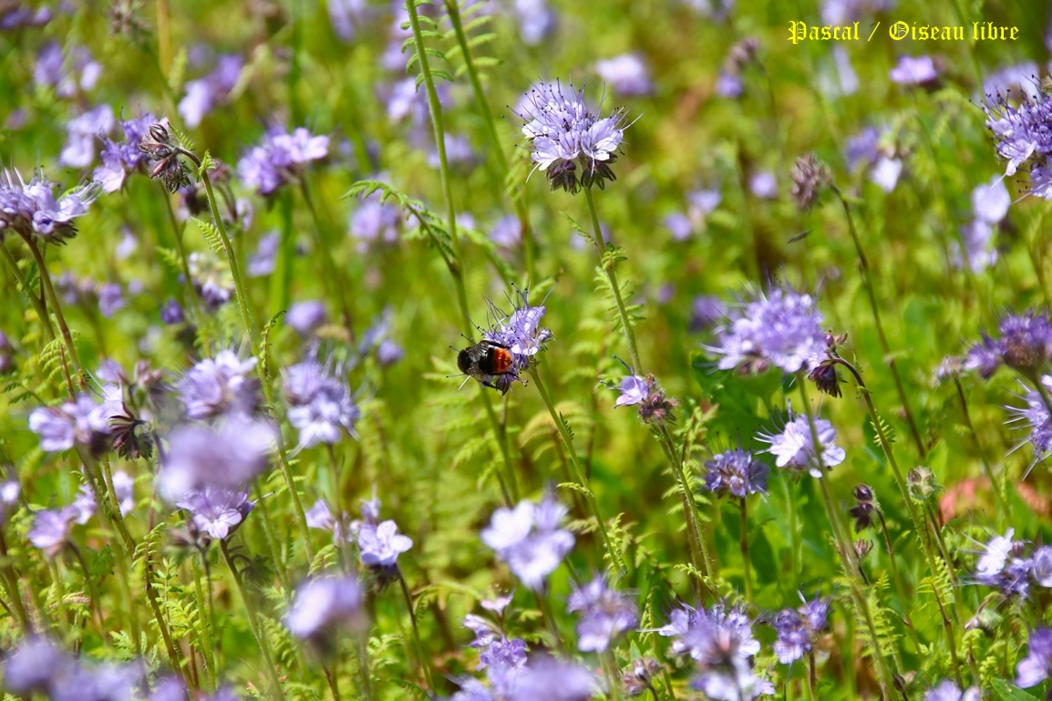 Bourdons des pierres sur Phacélie Mercredi 11 Juin 2025 (2).JPG