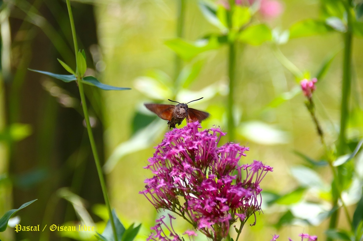 Moro-sphinx sur Valérianes jardin Mercredi 11 Juin 2025 (4).JPG
