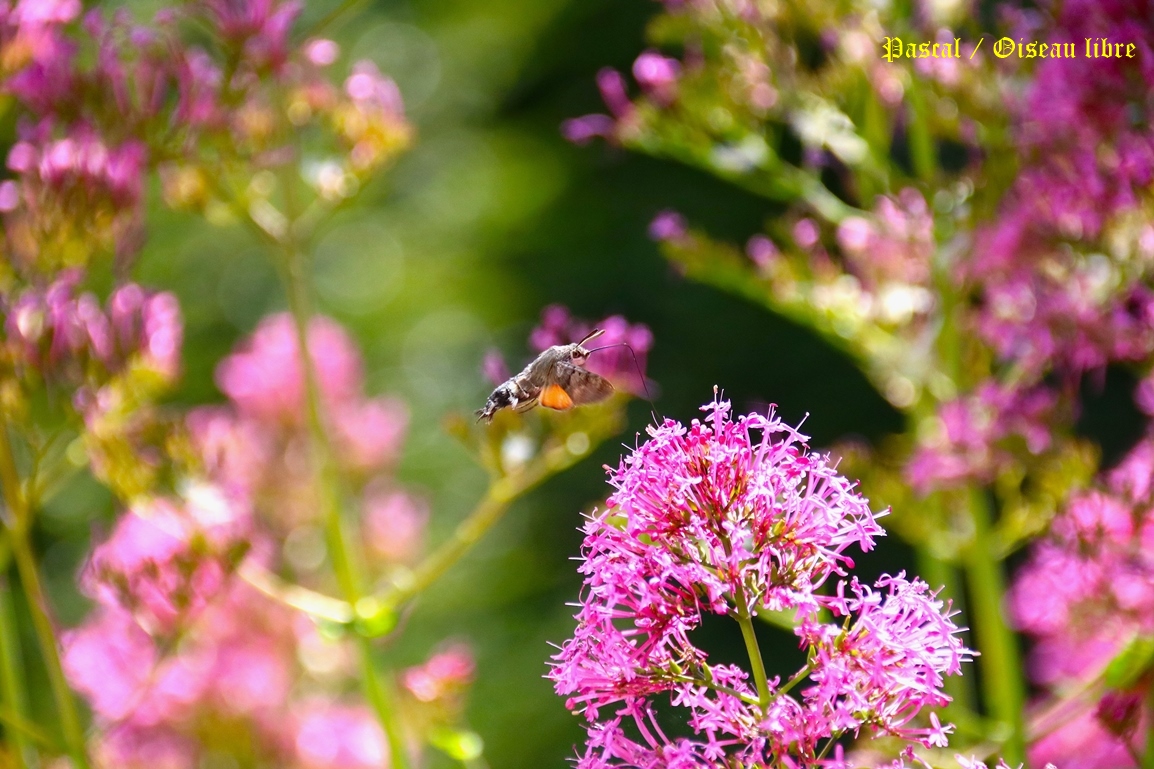 Moro-sphinx sur Valérianes jardin Mercredi 11 Juin 2025 (1).JPG