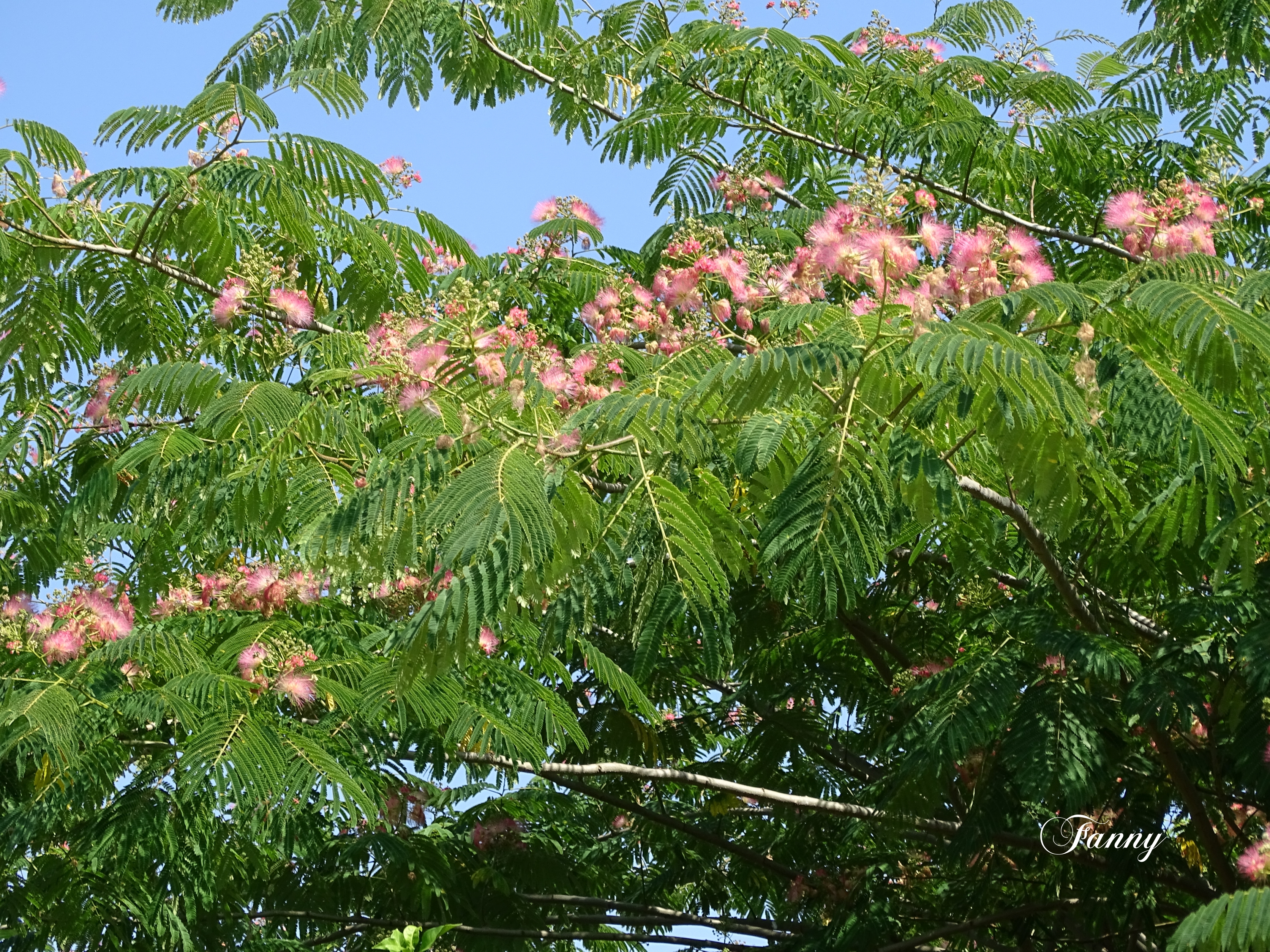 Albizia SignéDSC02270.jpg