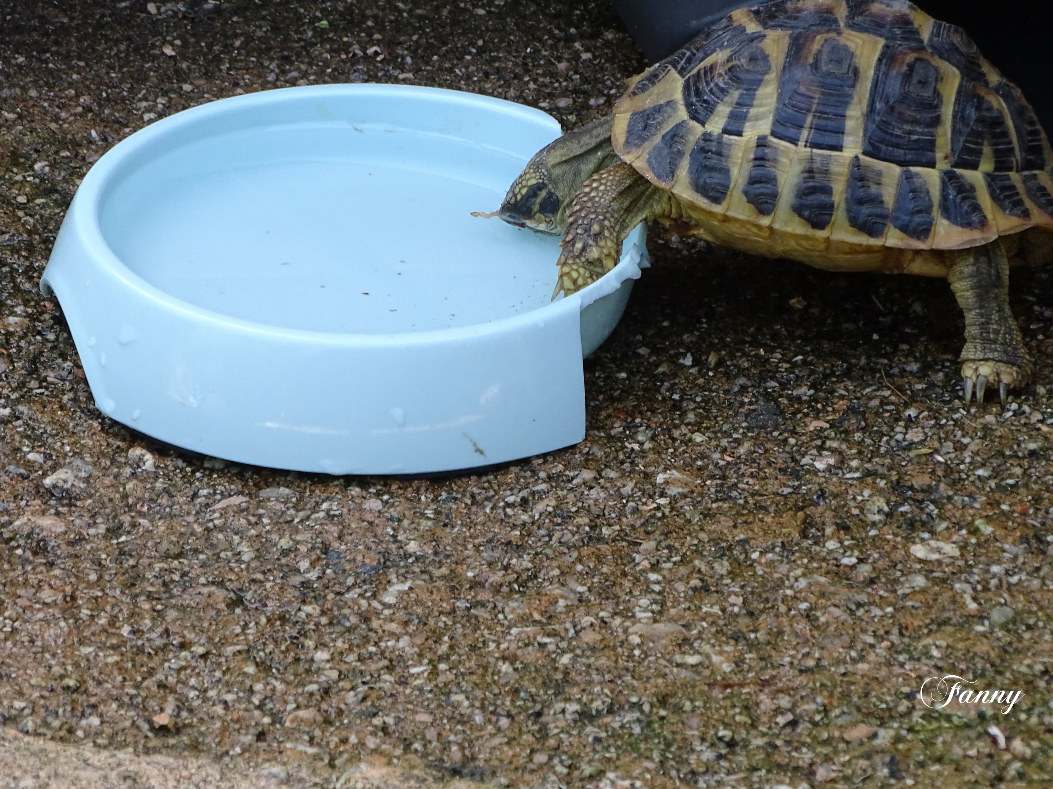Fanny Tortue SignéeDSC02234.jpg