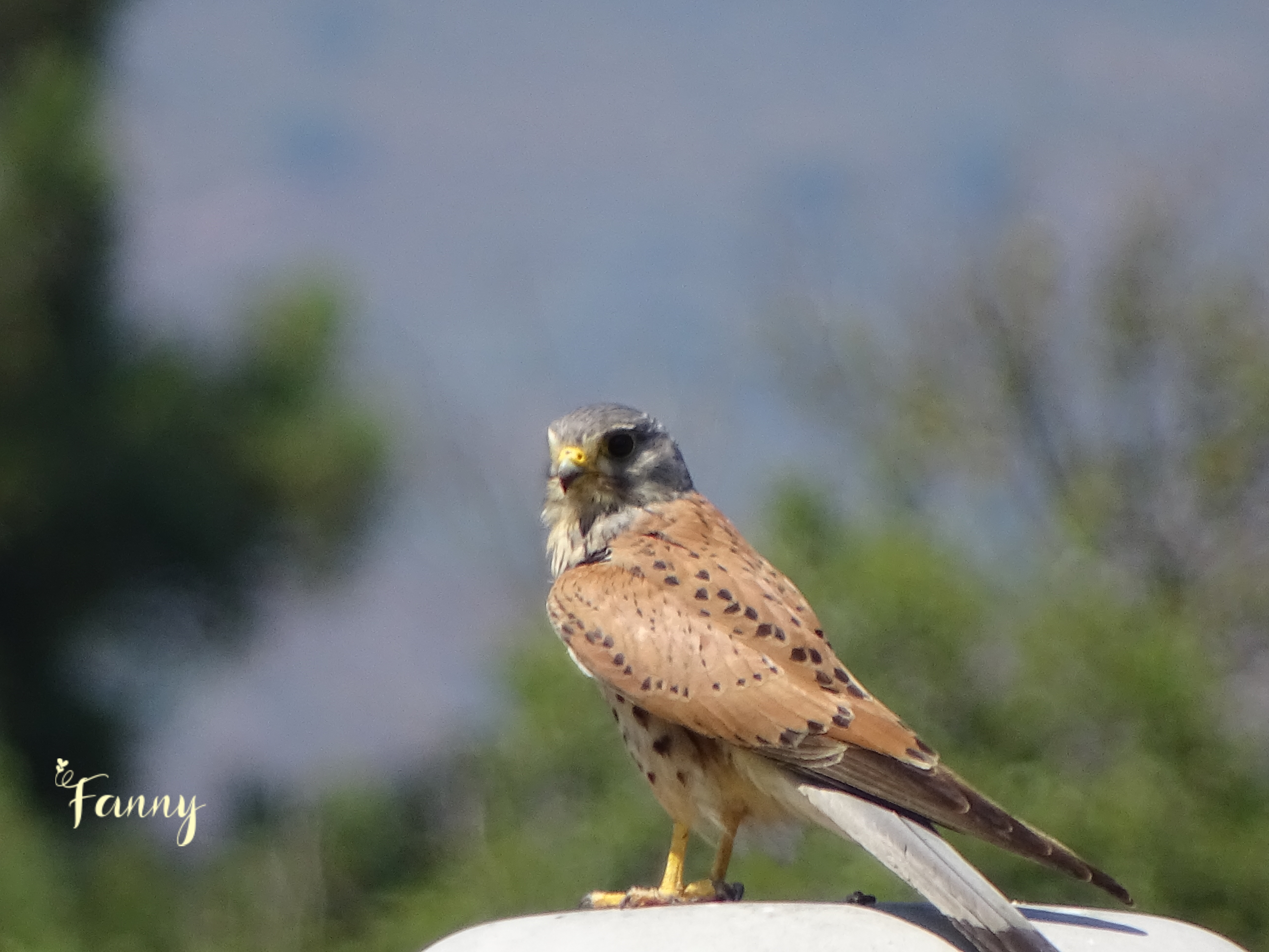 Faucon crecerelle signéDSC02363.jpg