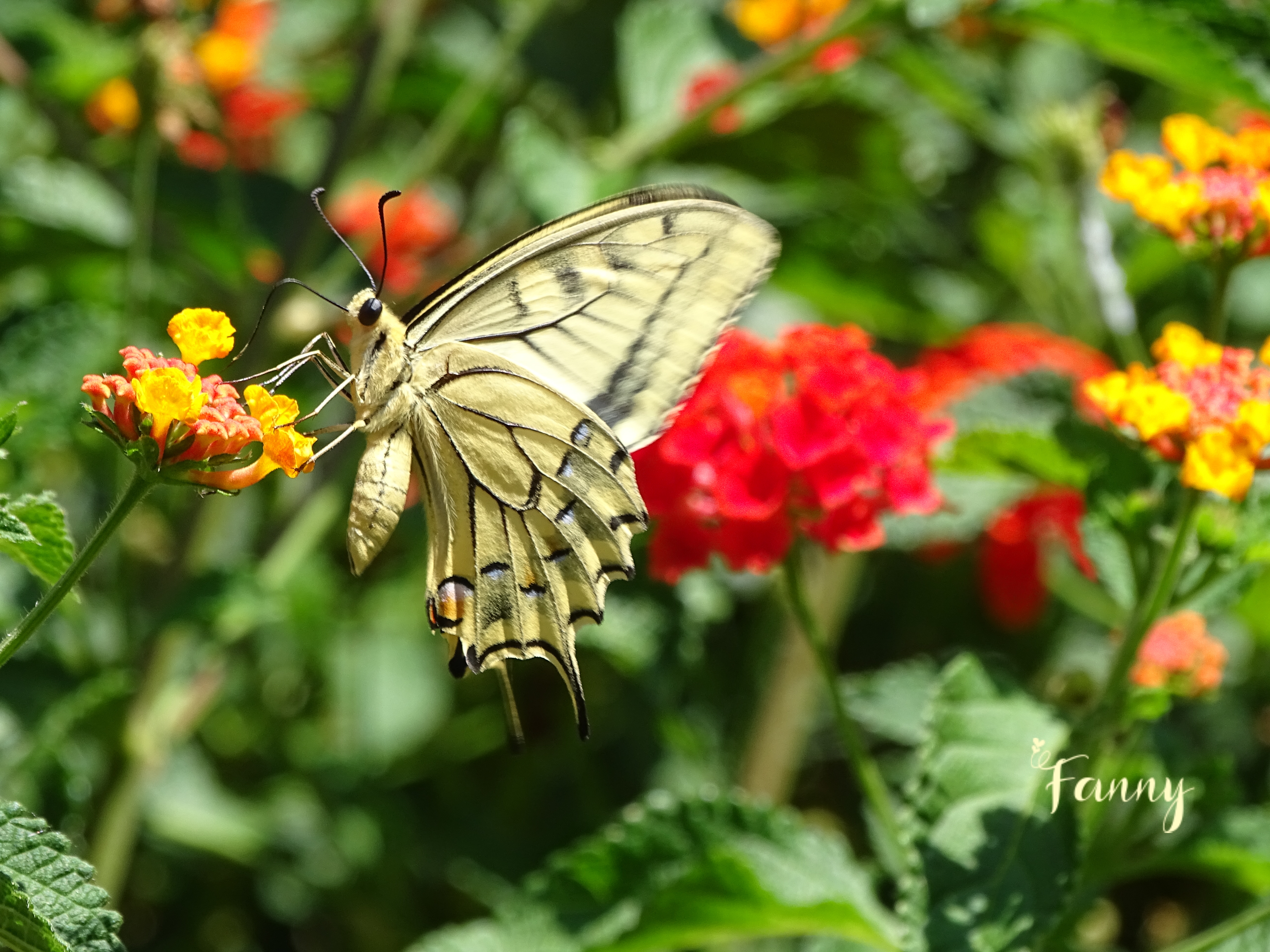 Le Machaon Signé DSC02429.jpg