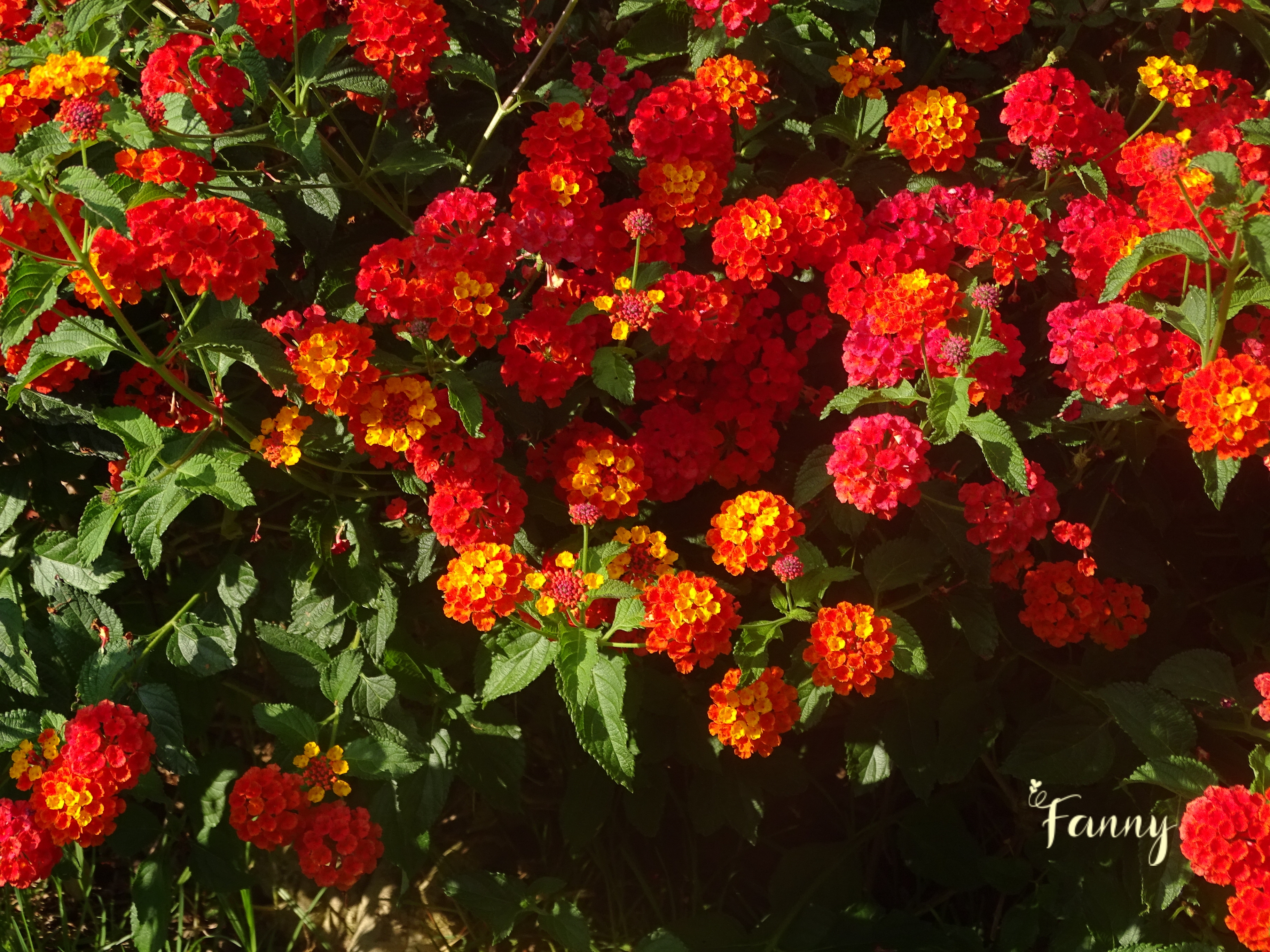 Lantana signé DSC02121.jpg