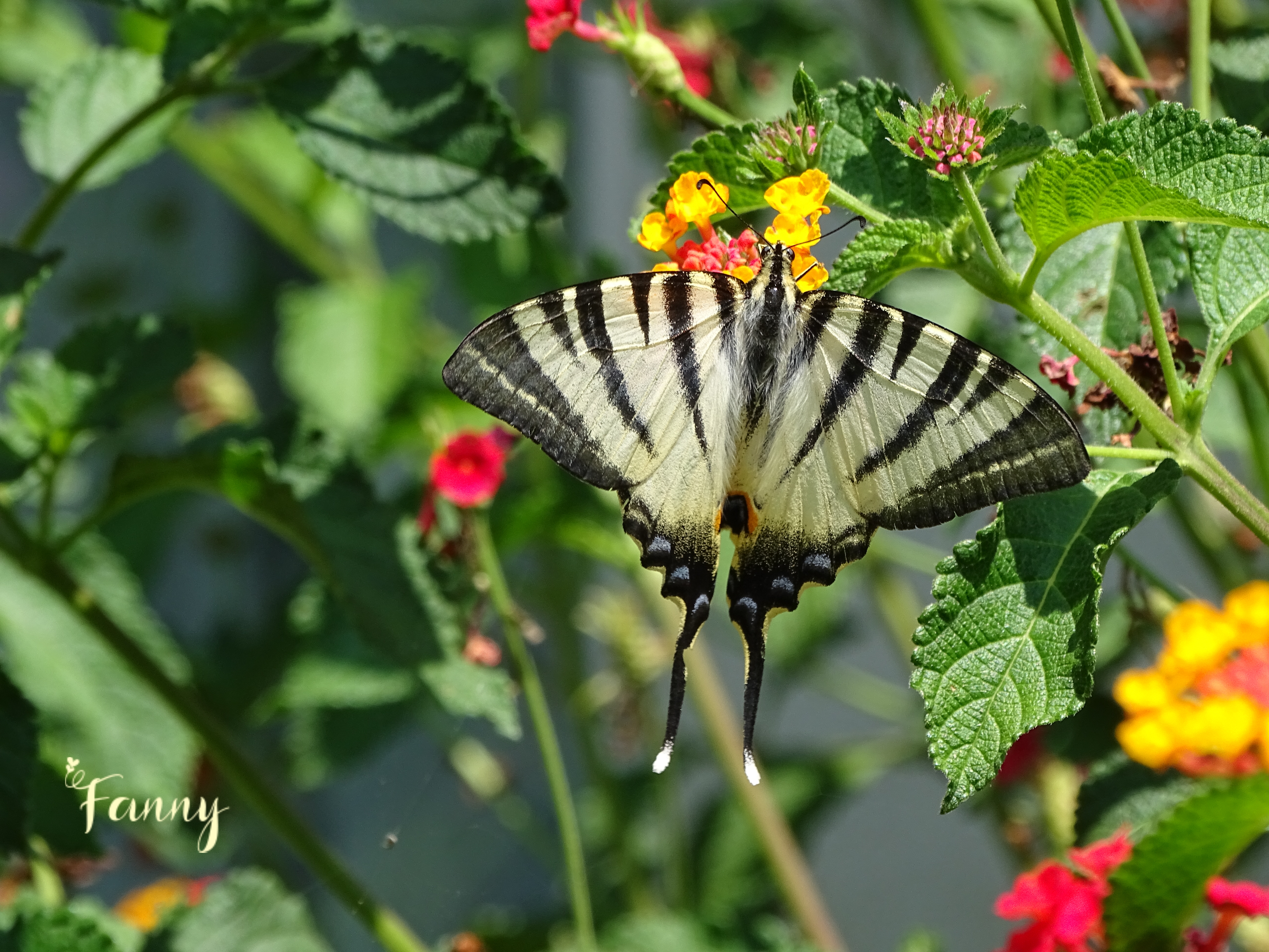 Signé Fanny Papillon DSC02297.jpg