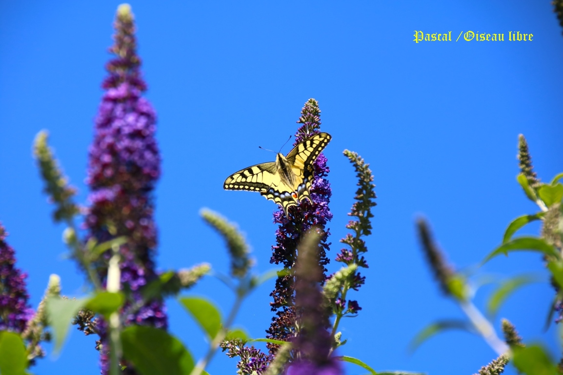 Machaon femelle sur Buddléïas Davidii Blue jardin 4 Juillet 2025 (3).JPG