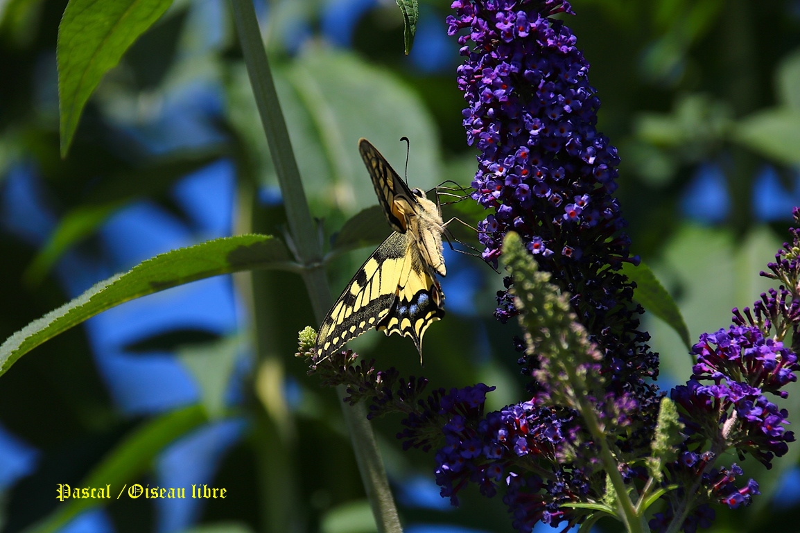 Machaon femelle sur Buddléïas Davidii Blue jardin 4 Juillet 2025 (1).JPG