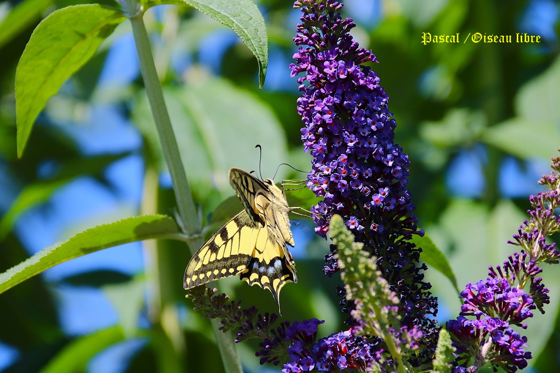 Machaon femelle sur Buddléïas Davidii Blue jardin 4 Juillet 2025 (2).JPG