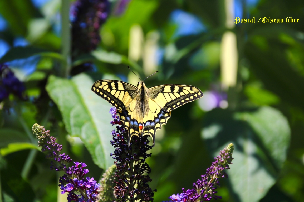 Machaon femelle sur Buddléïas Davidii Blue jardin 4 Juillet 2025 (4).JPG