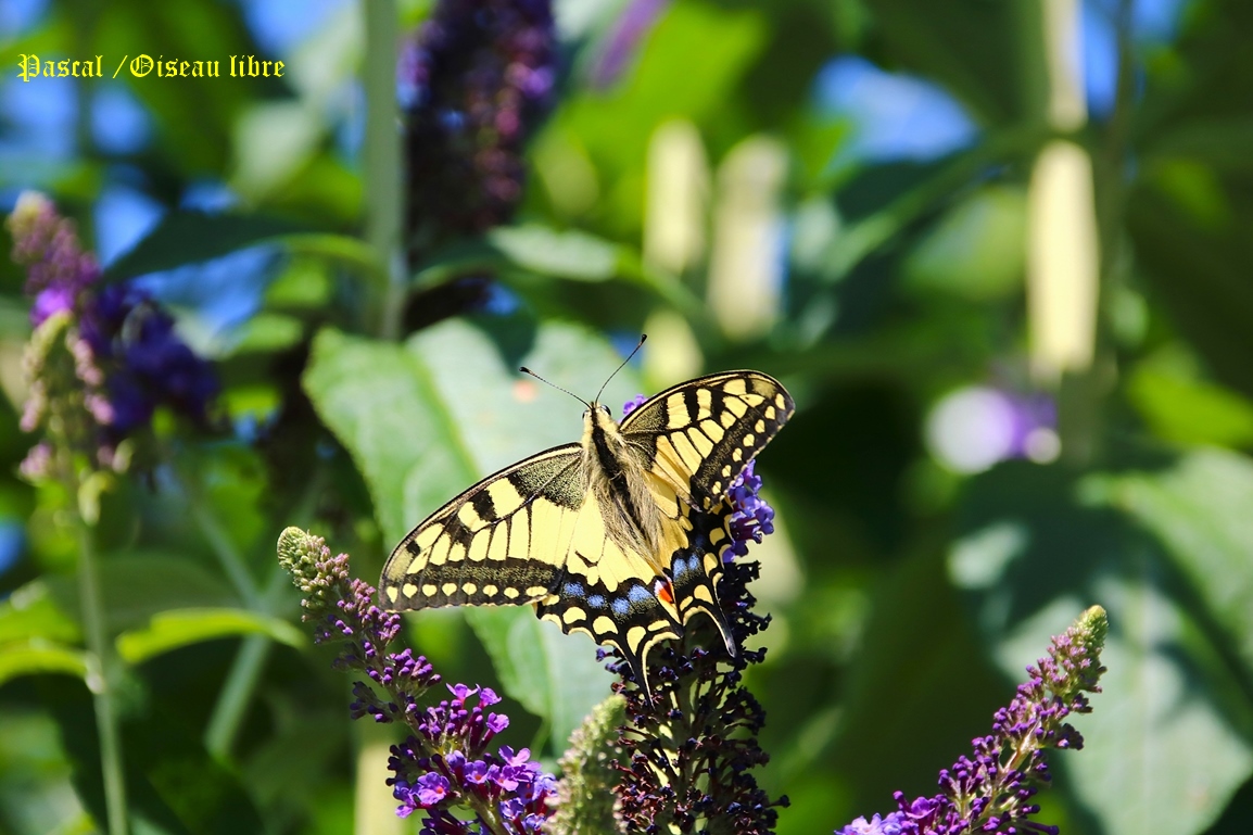 Machaon femelle sur Buddléïas Davidii Blue jardin 4 Juillet 2025 (5).JPG