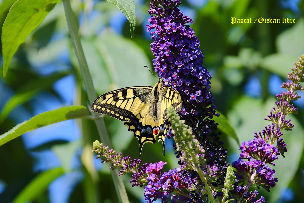 Machaon femelle sur Buddléïas Davidii Blue jardin 4 Juillet 2025 (6).JPG