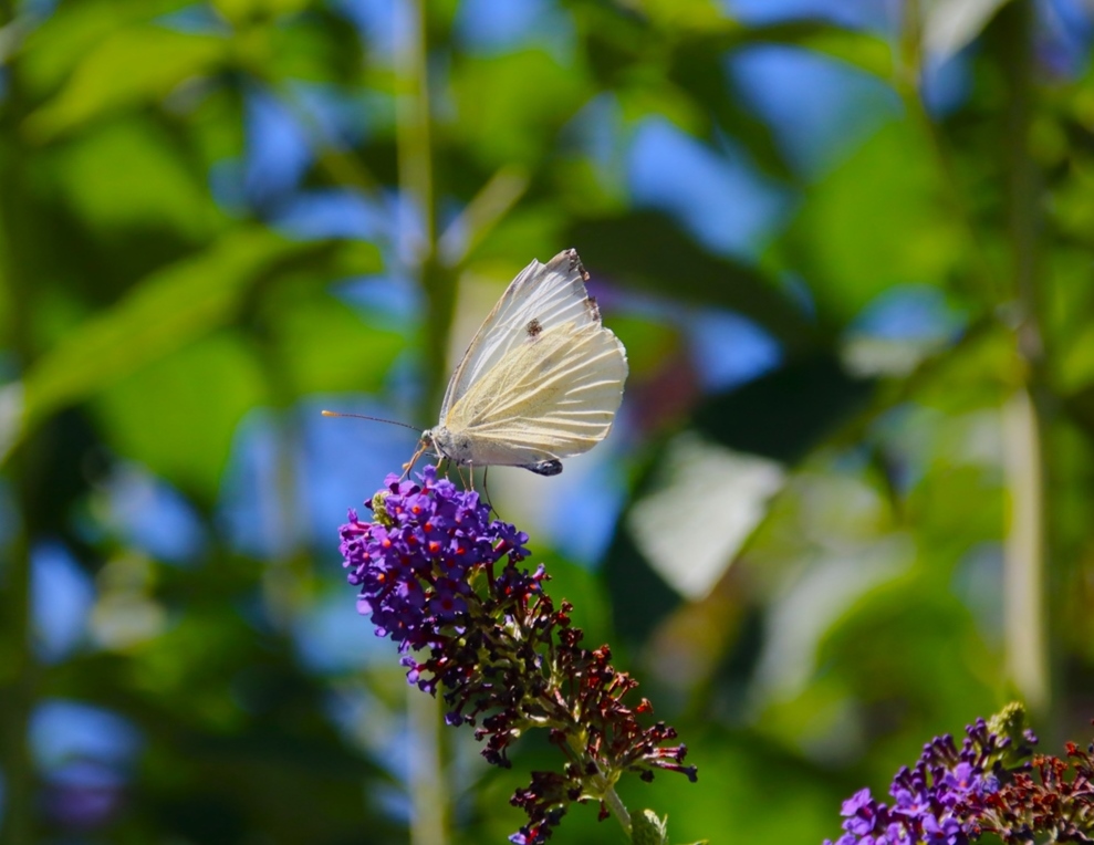 Pièride du chou sur Buddléïa empire blue 9 Juillet 2025 (1).JPG