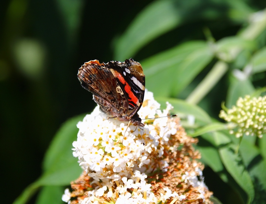 Vulcain sur Buddléïa white profusion 9 Juillet 2025.JPG