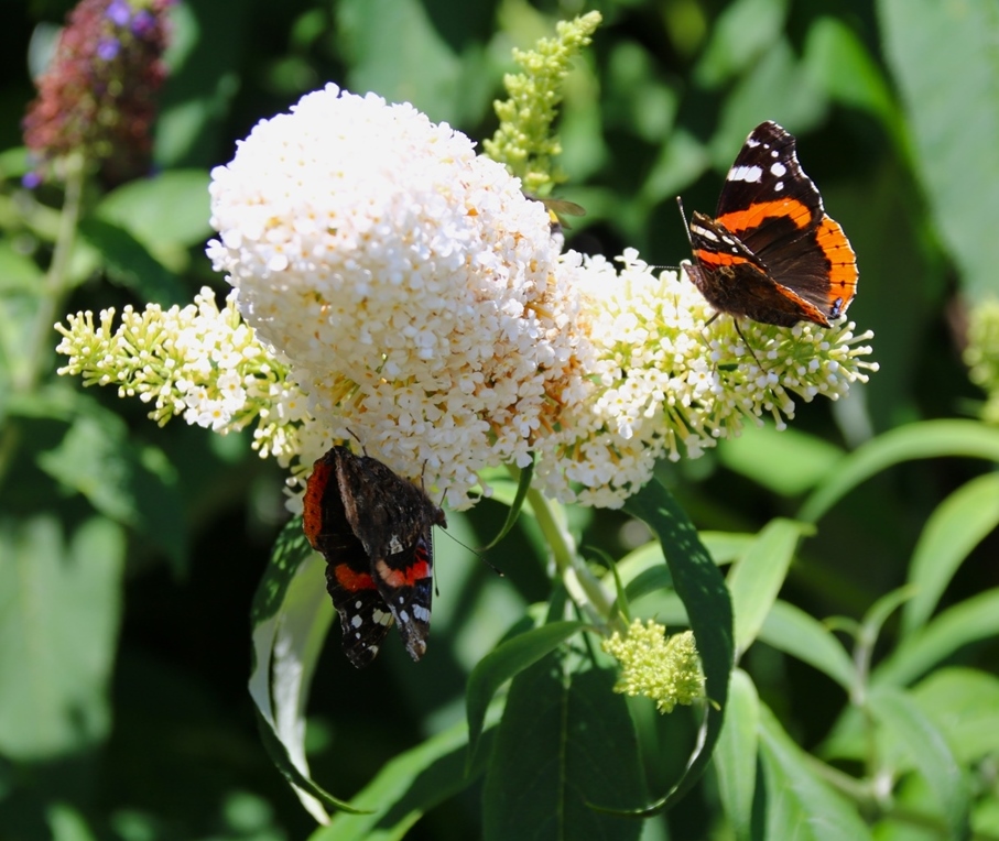 Vulcain sur Buddléïas white profusion 9 Juillet 2025.JPG