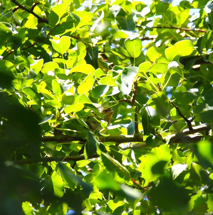 Juvénile Pinson des arbres 9 Juillet 2025 (1).JPG