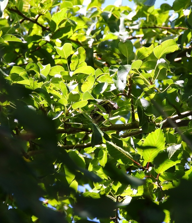 Juvénile Pinson des arbres 9 Juillet 2025 (2).JPG