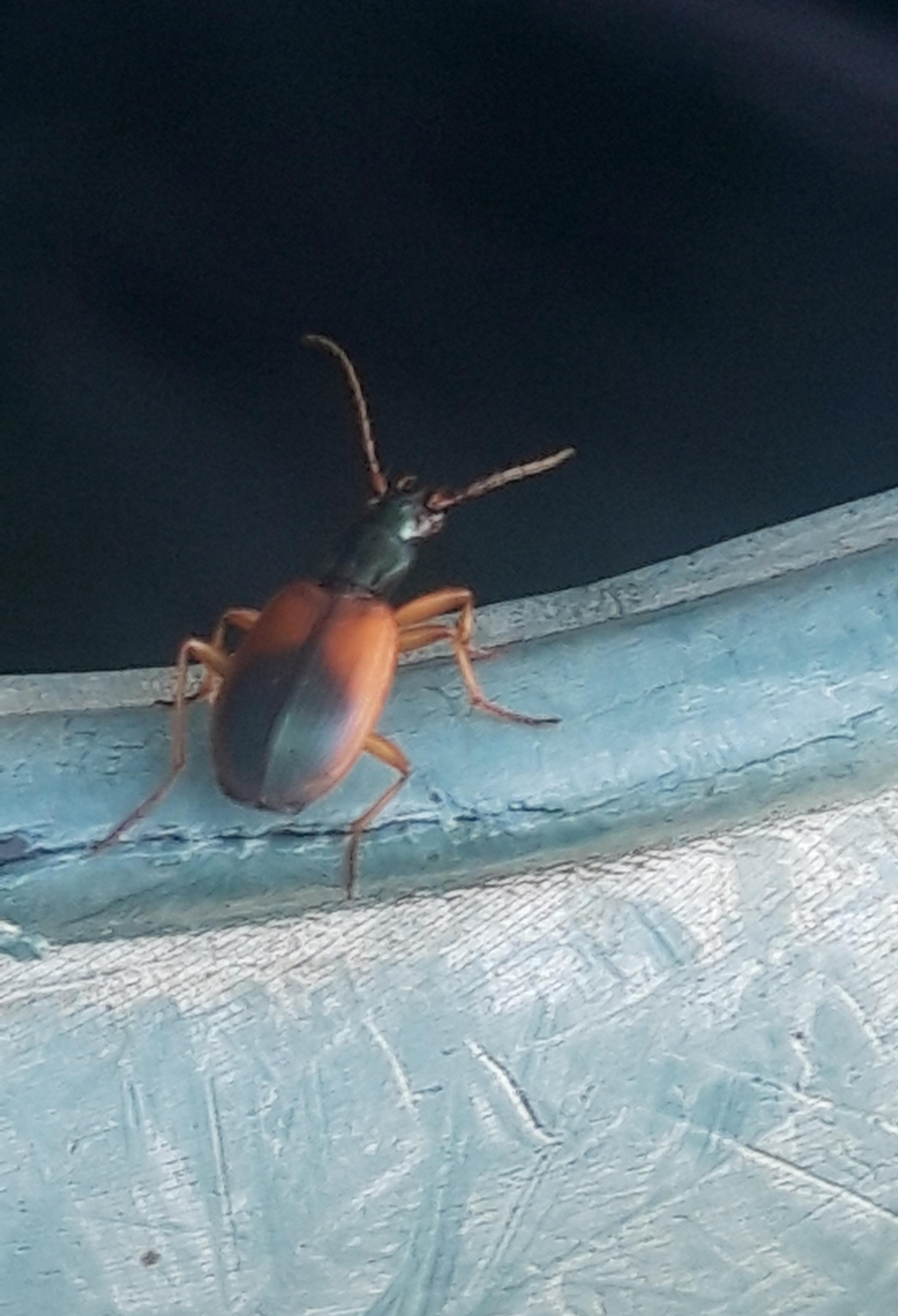 20250805_210449.jpg