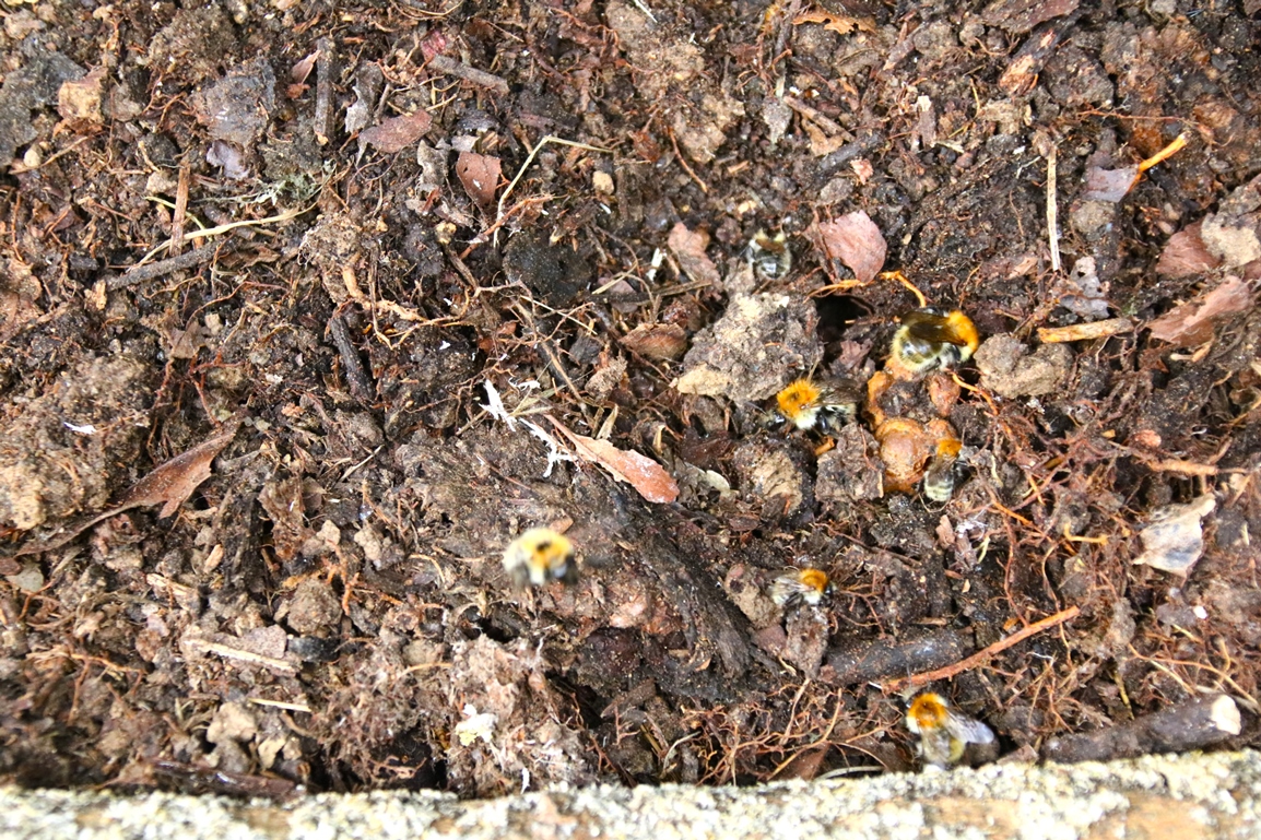 Nid Bourdon des près jardin 27 Juillet 2025 (1).JPG