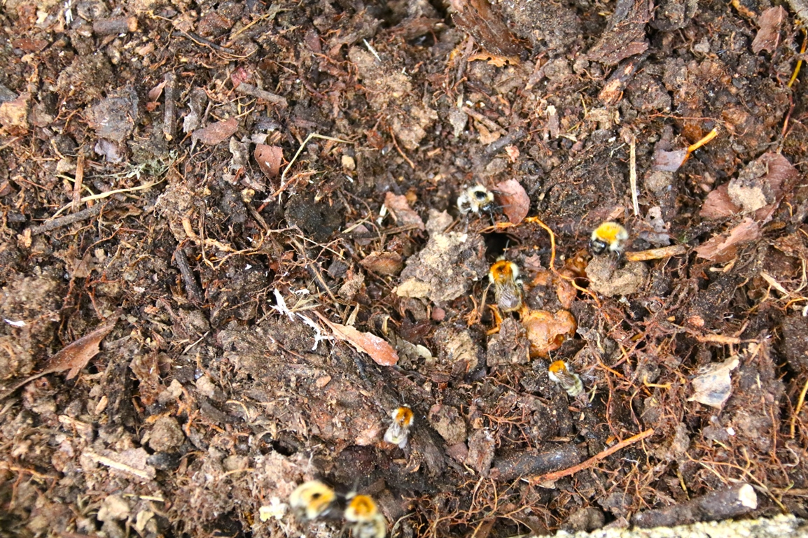 Nid Bourdon des près jardin 27 Juillet 2025 (3).JPG