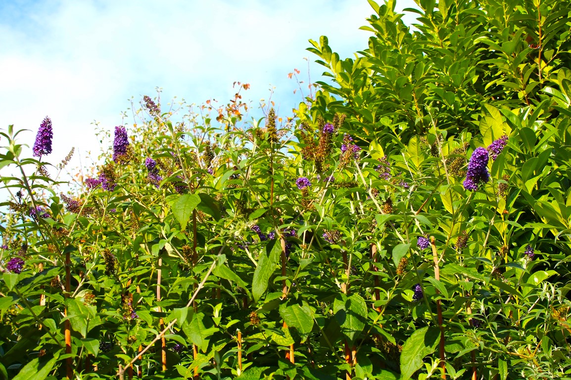 Floraison Buddléïas Davidii blue Septembre 2025.JPG