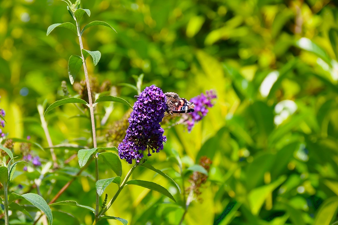 Vulcain sur Buddléïa Davidi blue Septembre 2025.JPG