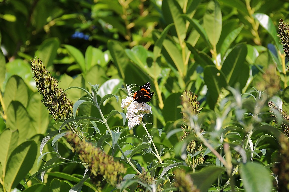 Vulcain sur Buddléia Davidi blue Septembre 2025.JPG