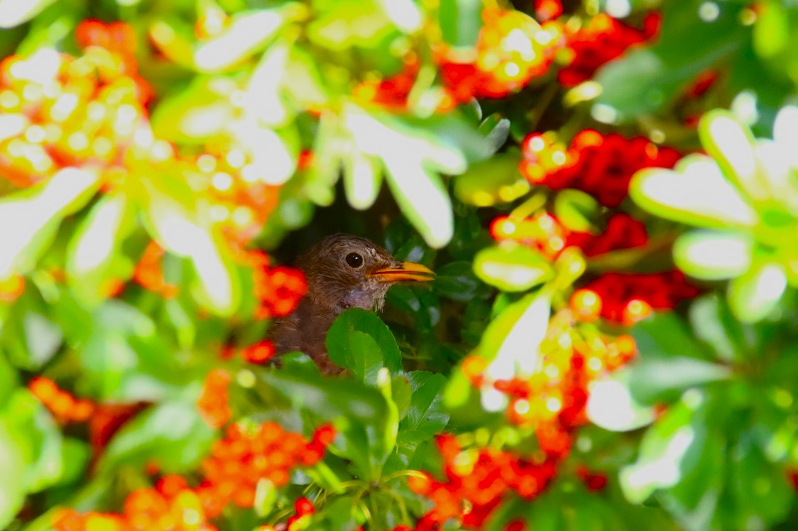 Merlette dans le Pyracantha 23 Septembre 2025.JPG