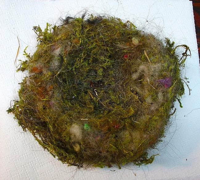 Nidification Mésanges bleues nichoir balcon 2025.JPG