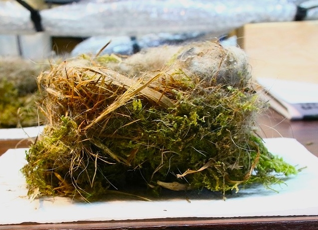 Nidification Mésanges Bleues nichoir balcon 2025.JPG