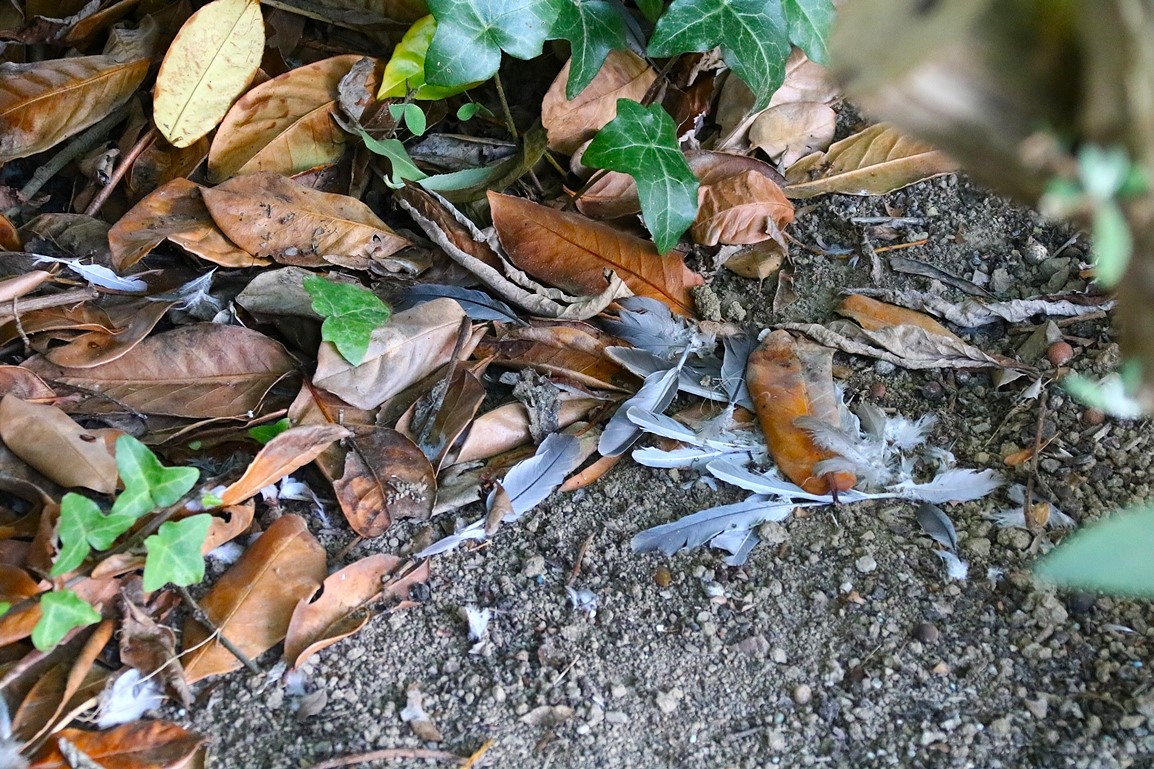 Prédation Epervier tiercelet sur Tourterelle turque Vendredi 19 Septembre 2025 (1).JPG