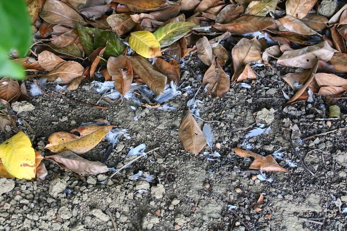 Prédation Epervier tiercelet sur Tourterelle turque Vendredi 19 Septembre 2025 (2).JPG