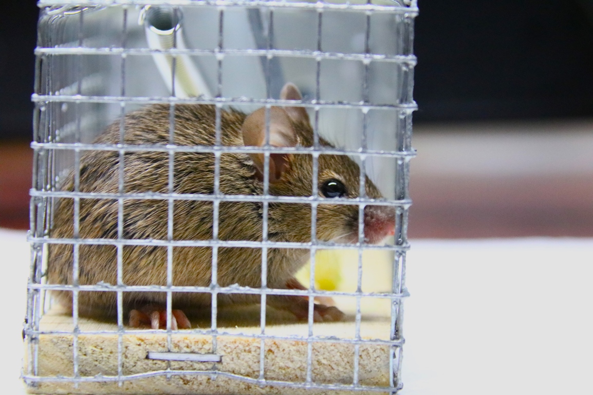 Capture souris Mardi 7 Octobre 2025 atelier (3).JPG