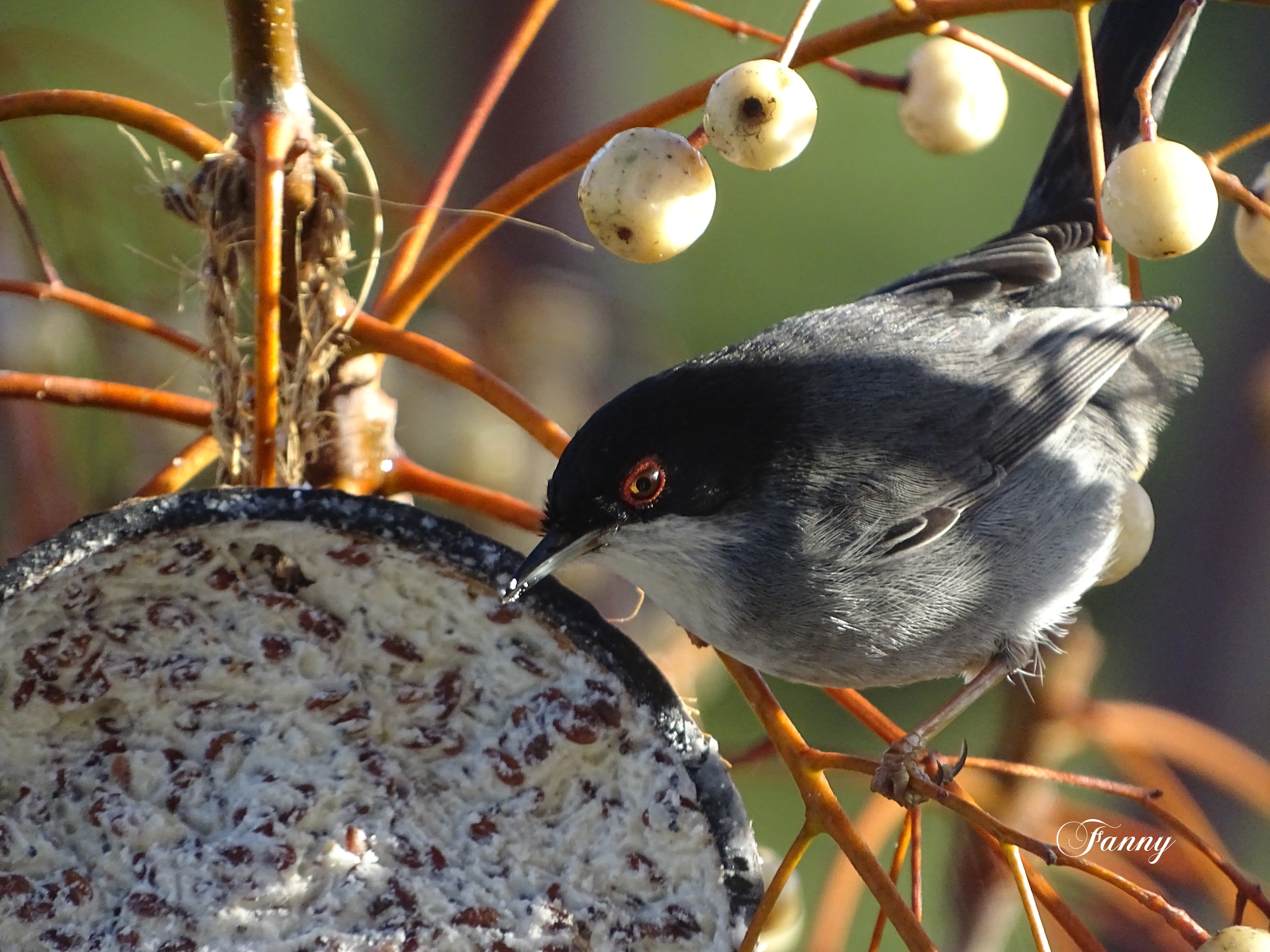 Fauvette à tête noire signéDSC09452.jpg