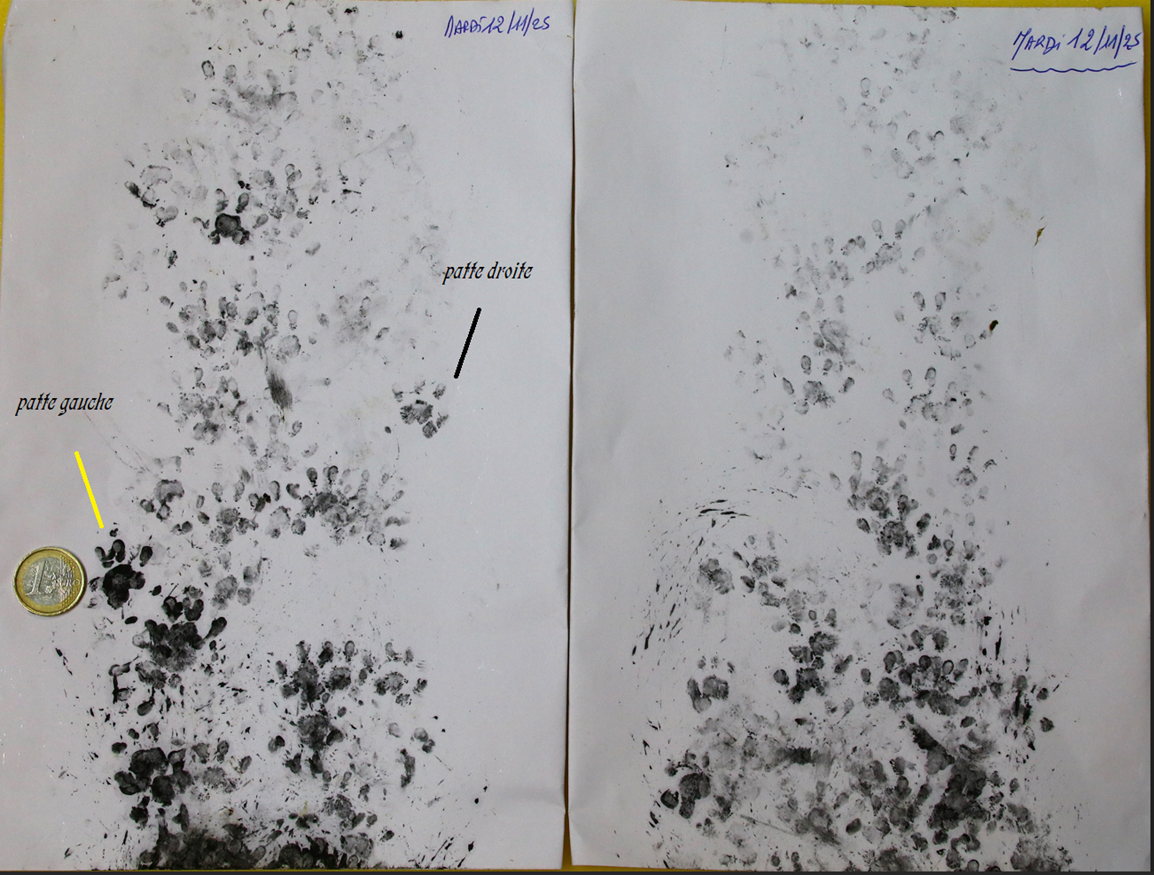 Mission Herisson Mardi 11 Novembre 2025-crop.png